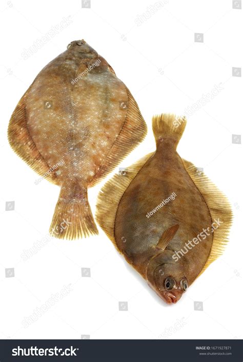 4,577 Rhombus Fish Images, Stock Photos & Vectors | Shutterstock