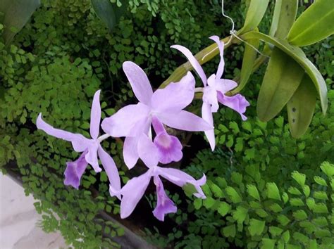 La orquídea, flor de mayo y símbolo nacional de Venezuela