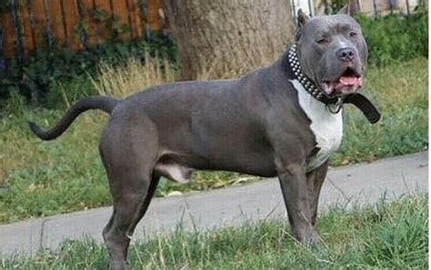 Xl Bully Blue Puppies ABKC Registered,Almost all gone Ready to go, Great Price, In high Demand ...