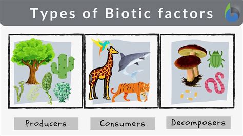 Biotic factor - Definition and Examples - Biology Online Dictionary