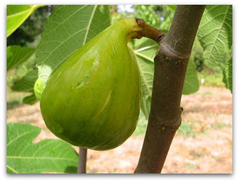 fruit - How to tell if my fig is ripe - Seasoned Advice