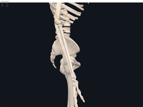 Bones: Lumbo-Pelvic Hip Complex. – Anatomy & Physiology