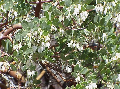 Manzanita Flowers and leaves | Pics4Learning