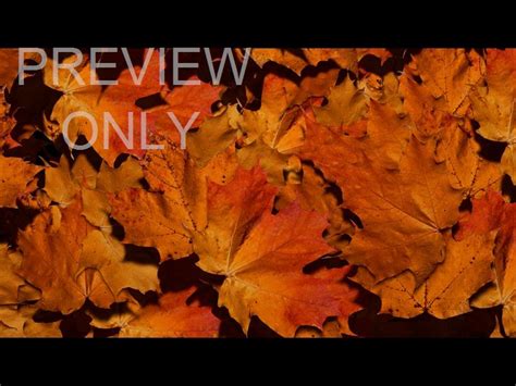 Fall Leaves 03 | Visual Media Church | WorshipHouse Media