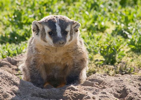 Badger Culverts in Columbia River Edgewater - The Nature Trust of British Columbia