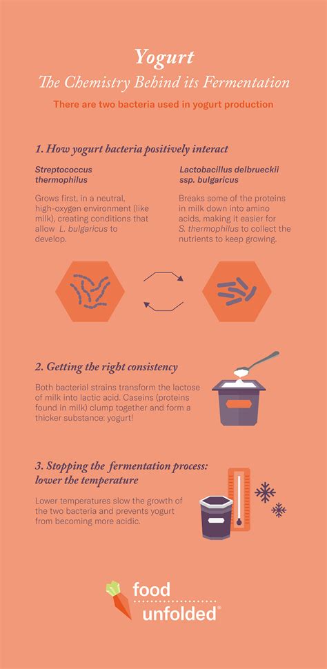 Lactic Acid Fermentation Yogurt