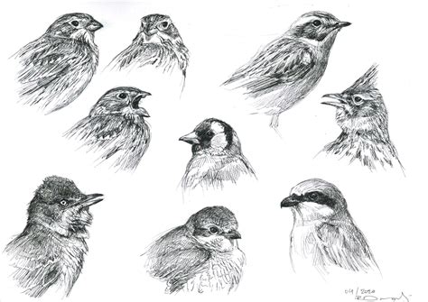 Bird head sketches