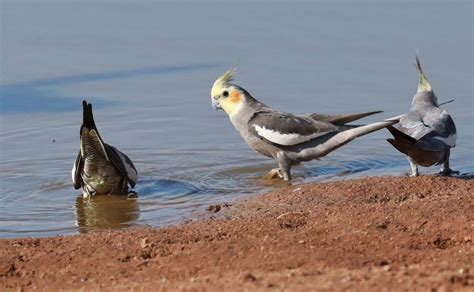 Wild cockatiels drinking near Alice Springs, central Australia, on Wednesday. Sweet pic by Jim ...