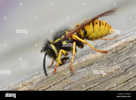 Vespula germanica nest hi-res stock photography and images - Alamy