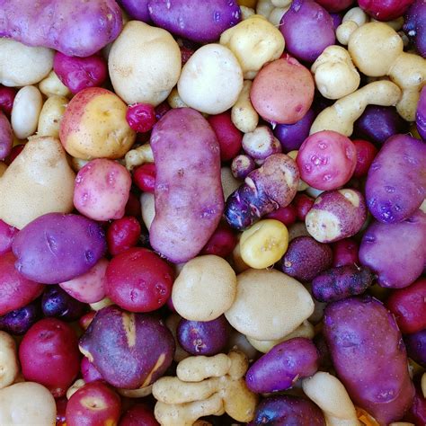 Mixed True Potato Seeds (TPS), Solanum curtilobum, 100 seeds ...