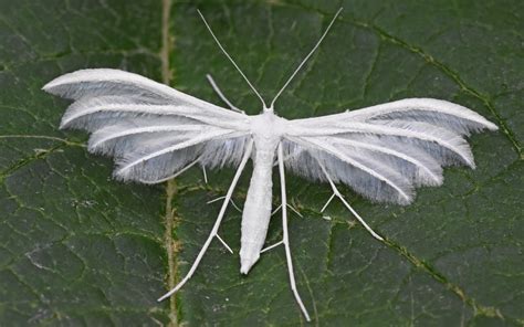 White Plume Moth at Motcombe | Dorset Butterflies