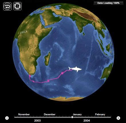 Great White Shark Tracking | Sea Earth Atmosphere Earth Atmosphere ...