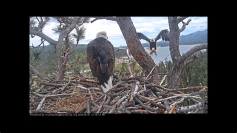 Jackie & Shadow both on the nest 🦅Jackie stays a long time on the front ...