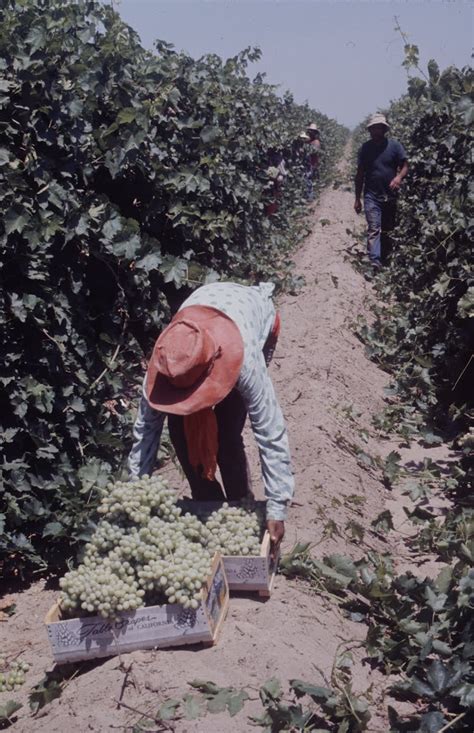 Grape Pickers Strike In Delano, California - Arthur Schatz — Google ...