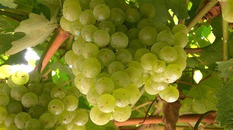 Scientists get to the root of ancient case of sour grapes | University ...