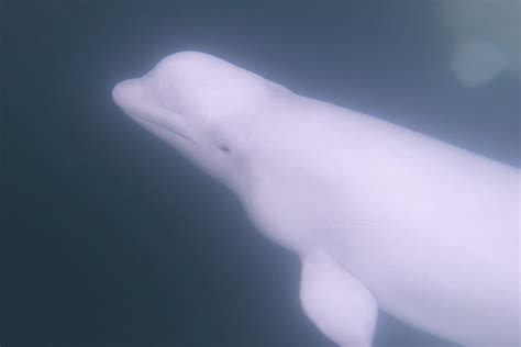 Don't Miss Churchill's Astonishing Beluga Whale Migration