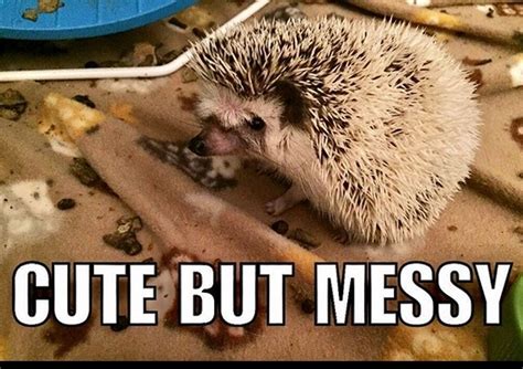 14 Funny Hedgehog Memes That Will Make You Smile | Page 3 of 3 | PetPress