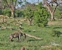 Hyène tachetée Photographie
