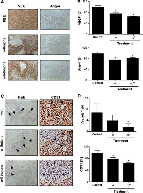 Effects of thujone fractions on in vivo angiogenesis. (a) VEGF and ...