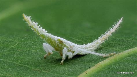 Leafhopper nymph, Diestostemma sp. | Leafhopper, Bugs and insects ...