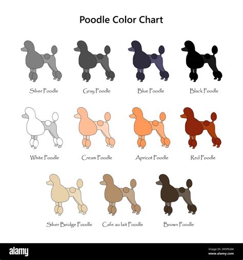 The illustration shows eleven variants of poodle colors Stock Vector ...