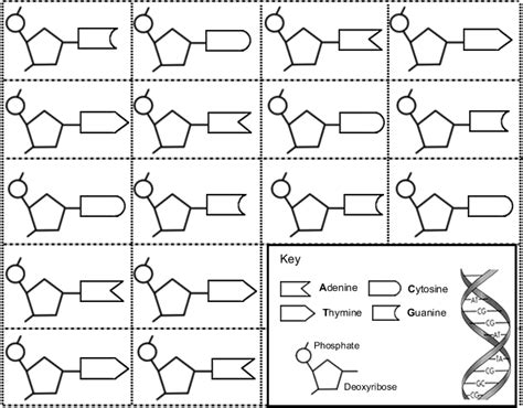 Dna Model Using Paper