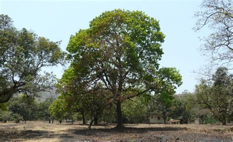 Mahua Tree | Uses, Fruit, Ayurvedic Benefits, Seeds, & Grow - Info About Trees