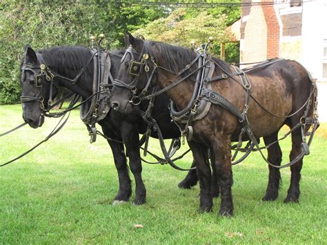 Percheron Draft Horse Info, Origin, History, Pictures