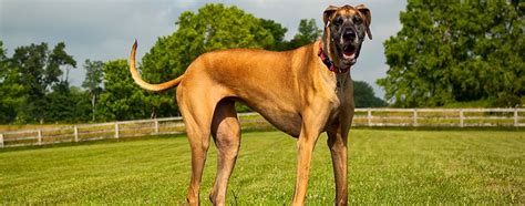 Daniff (Great Dane and Mastiff Mix): Breed Facts & Temperament