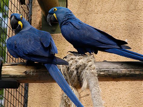 Hyacinth Macaw Facts, Care as Pets, Housing, Diet, Images, Video