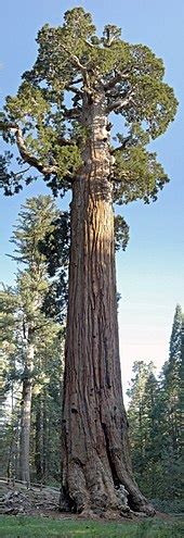 List of largest giant sequoias - Wikipedia