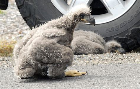 Baby eagles replaced in nest and watched over by neighbors | Peninsula Daily News