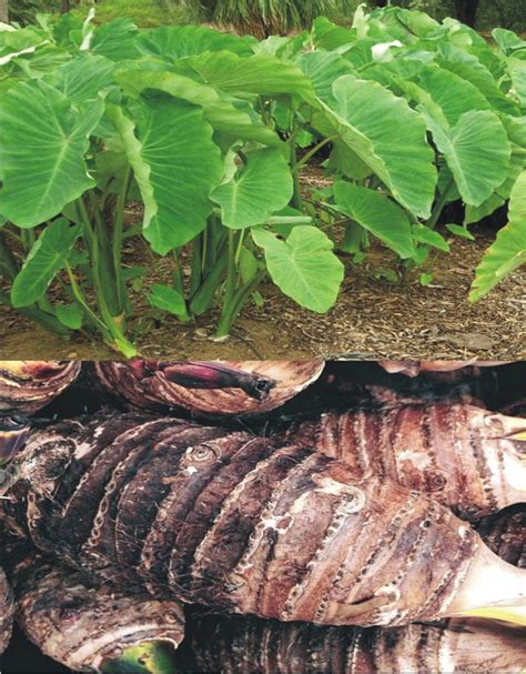 Cocoyam planting | The Hope Newspaper