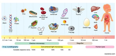 What is a Microscope? - Microscopy4kids