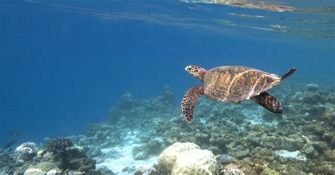 Conquering a Fear of Snorkeling in the Maldives | Artful Living Magazine