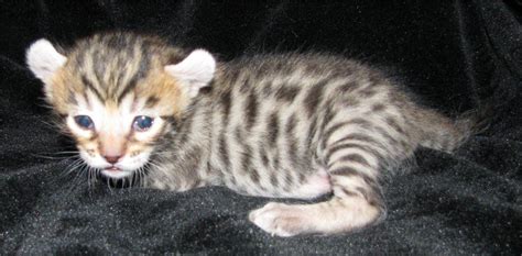 Highlander Cats Breeders Group: Highlander Kittens Available Jan 2011