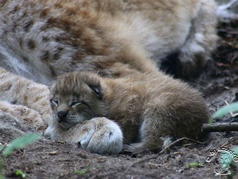 Lynx Cub by attack09 on DeviantArt