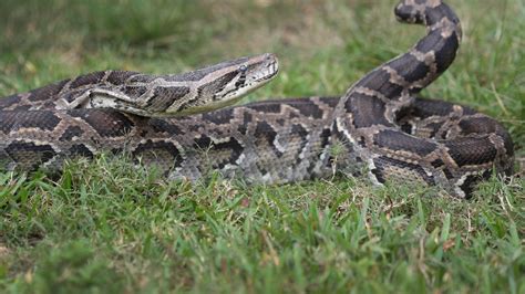 Florida officials remove 5,000 pythons from Everglades | FOX31 Denver