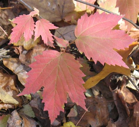 Using Georgia Native Plants: Mapleleaf Viburnum - Viburnum acerifolium