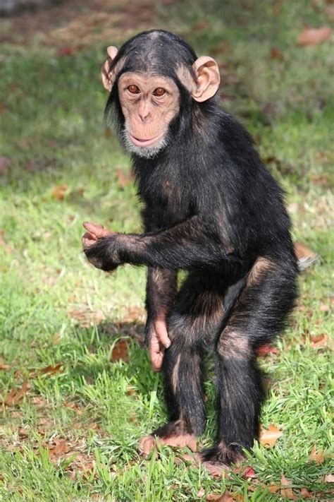 Baby chimp. Credit: © Duncan Noakes / Fotolia List Of Animals, Animals ...