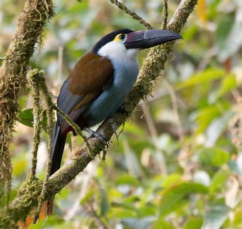 Black-billed_Mountain Toucan (Andigena nigrirostris) by Gary_Clark. Gary Clark, Critter, Bills ...