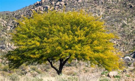 Thorn Trees in Texas: What Common Trees with Thorns Are in the State ...