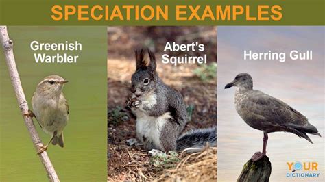 Examples of Speciation | YourDictionary