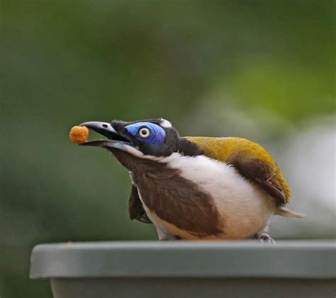 Pictures and information on Blue-faced Honeyeater