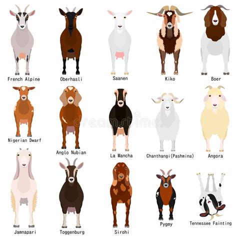 Boer Goat Stock Illustrations – 201 Boer Goat Stock Illustrations ...