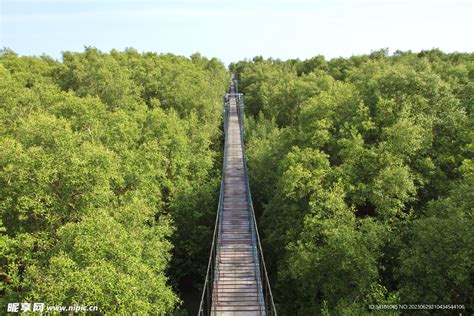 林荫小路树林摄影图__自然风景_自然景观_摄影图库_昵图网nipic.com