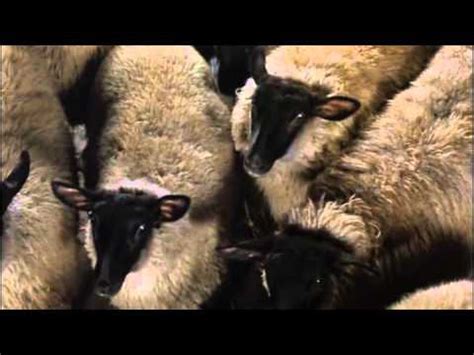 Animal Farm film 1999 - YouTube