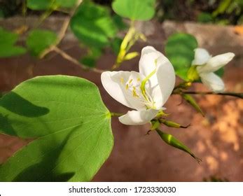 342 Kachnar Flower Stock Photos, Images & Photography | Shutterstock