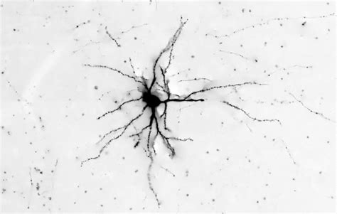 Neuron Light Microscope