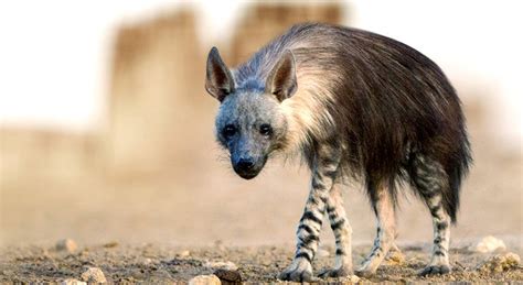 Facts about Hyenas Life, A Predator Who Laugh Like Humans